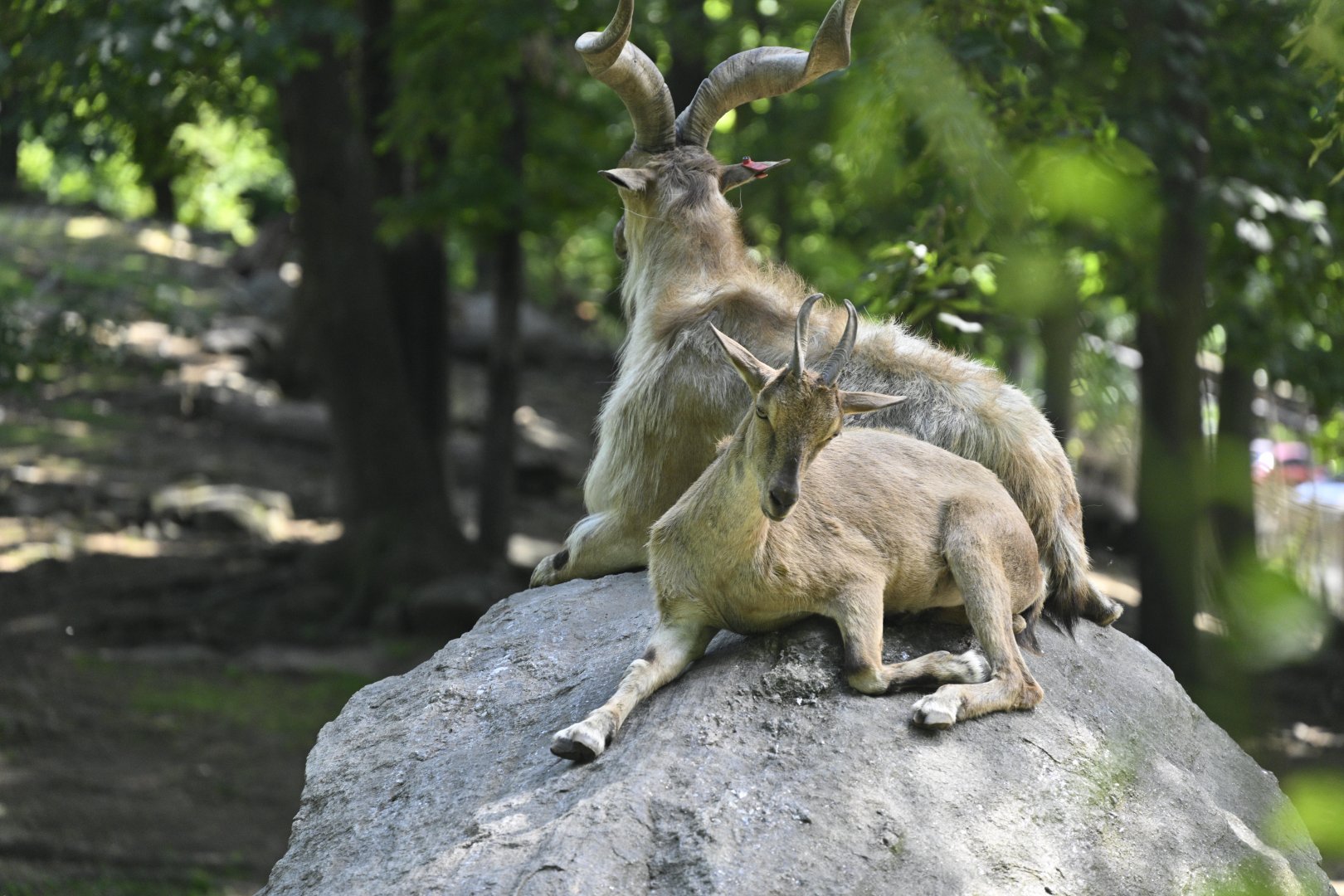 Wild Asia Monorail - Markhor (Capra falconeri)
