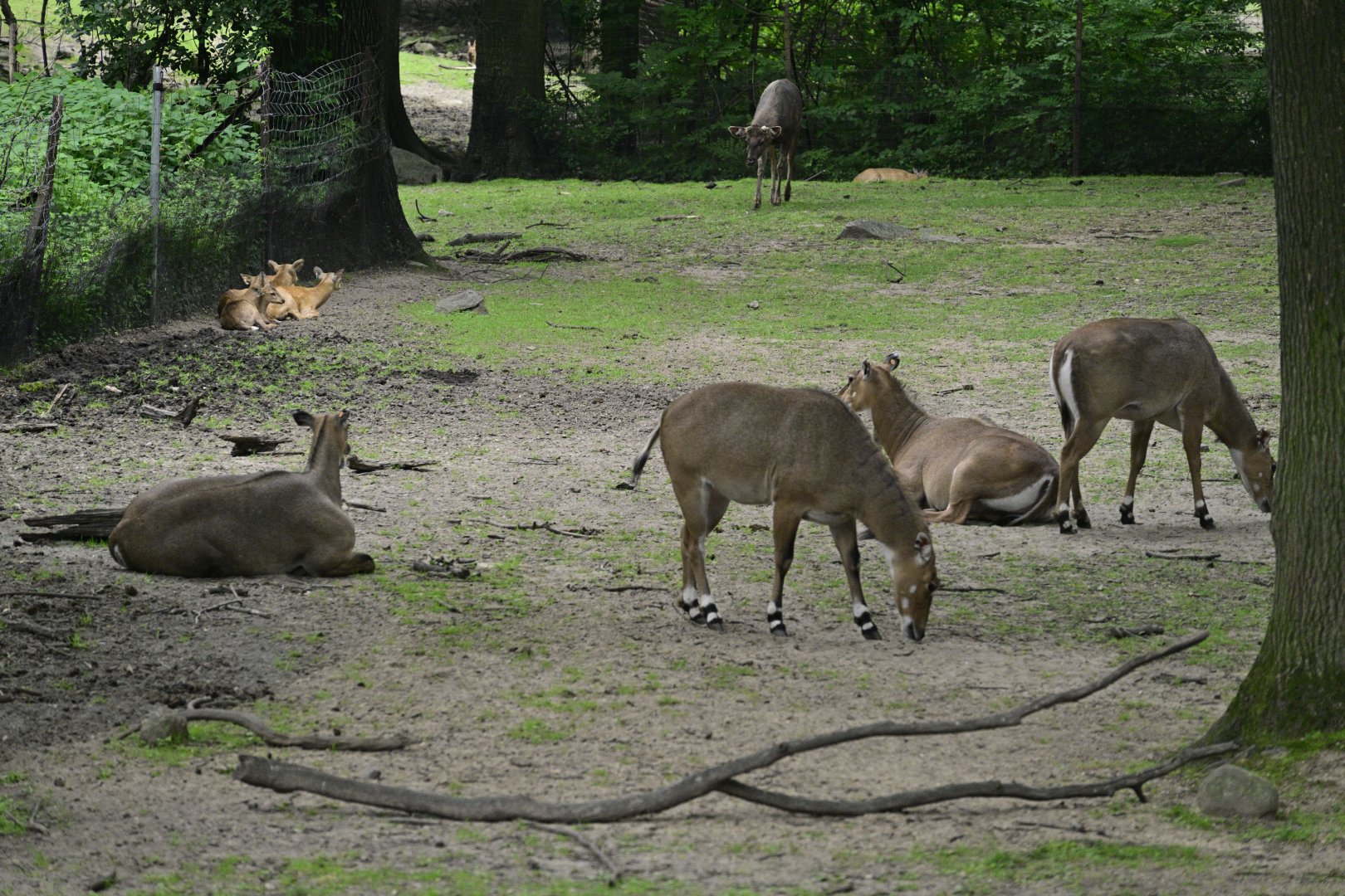 Wild Asia Monorail - Nilgai (Boselaphus tragocamelus)