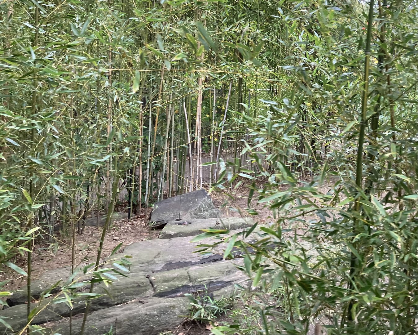 Wild Asia Monorail - North Sulawesi Babirusa Exhibit