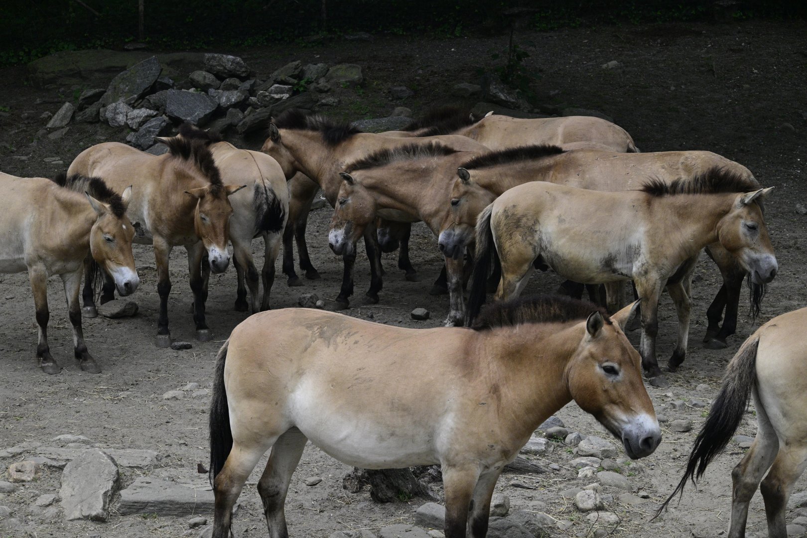 Wild Asia Monorail - Przewalski's Horse (Equus ferus przewalskii) Herd
