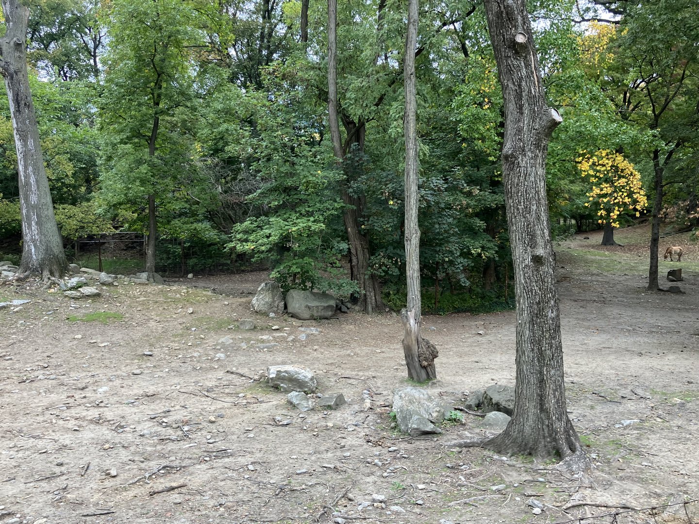 Wild Asia Monorail - Przewalski’s Horse Exhibit