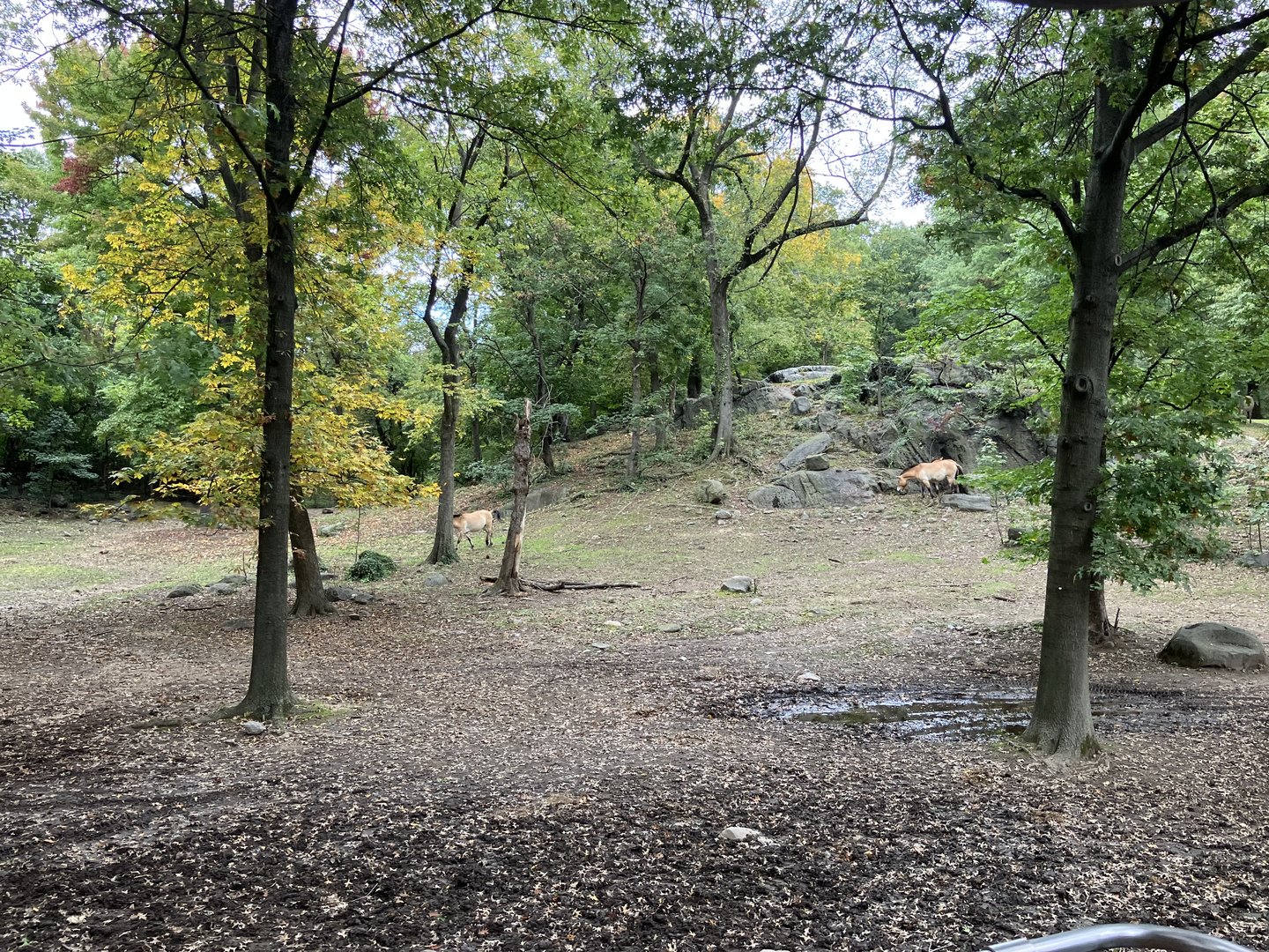 Wild Asia Monorail - Przewalski’s Horse Exhibit
