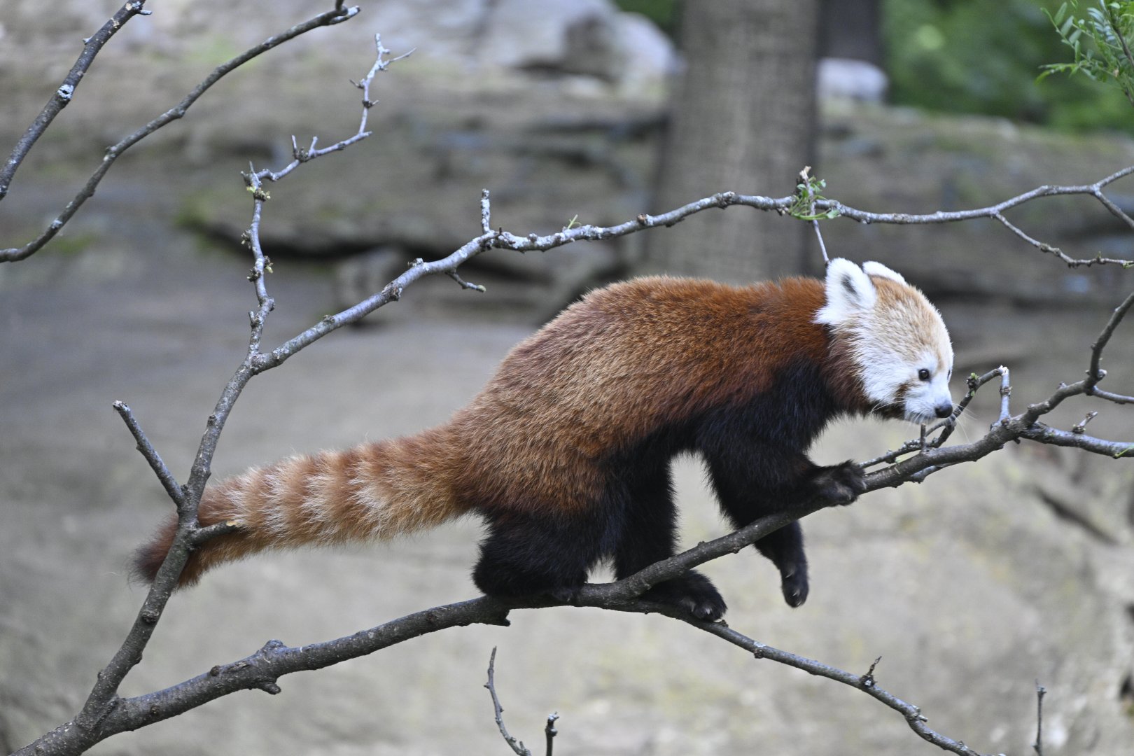 Wild Asia Monorail - Red Panda (Ailurus fulgens)