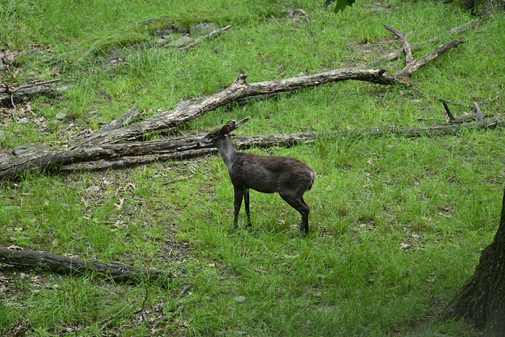 Wild Asia Monorail - Tufted Deer (Elaphodus cephalophus)