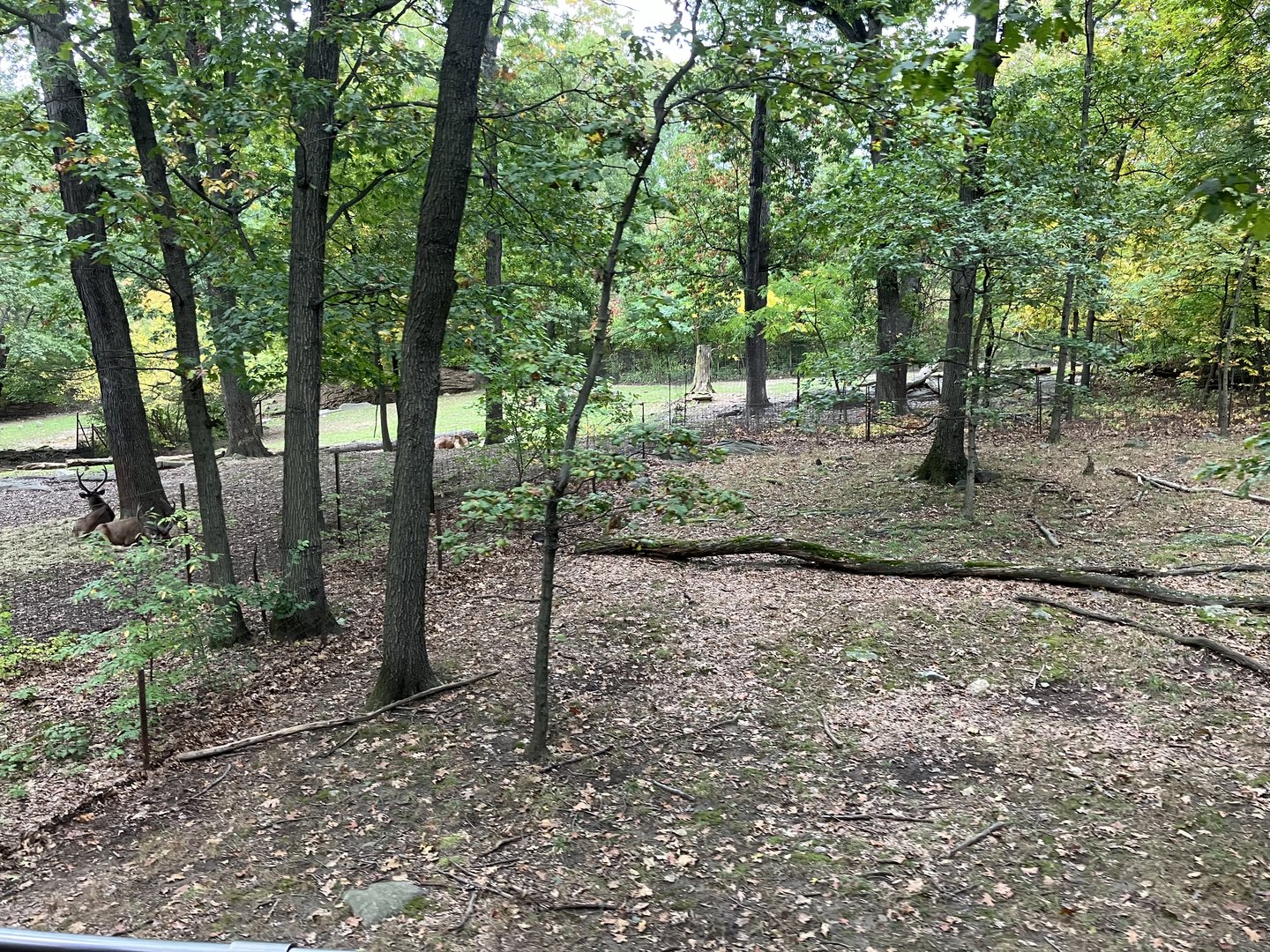 Wild Asia Monorail - Tufted Deer Exhibit