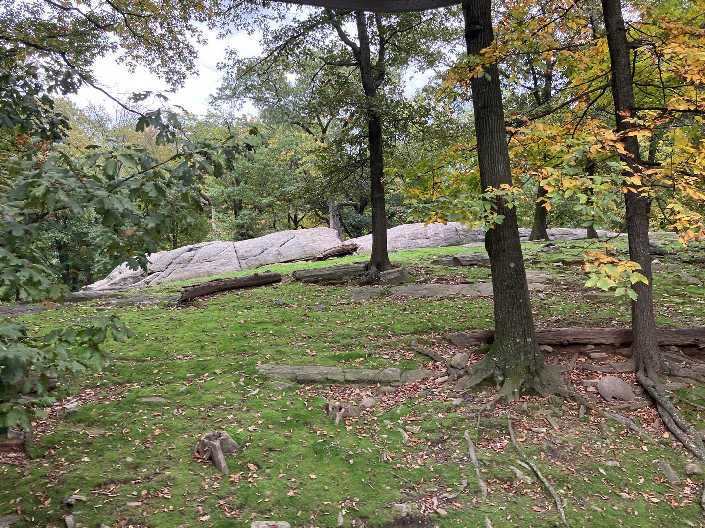 Wild Asia Monorail - Turkmenian Markhor/Himalayan Thar Exhibit