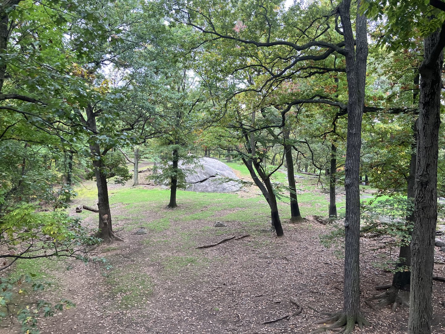 Wild Asia Monorail - Turkmenian Markhor/Himalayan Thar Exhibt