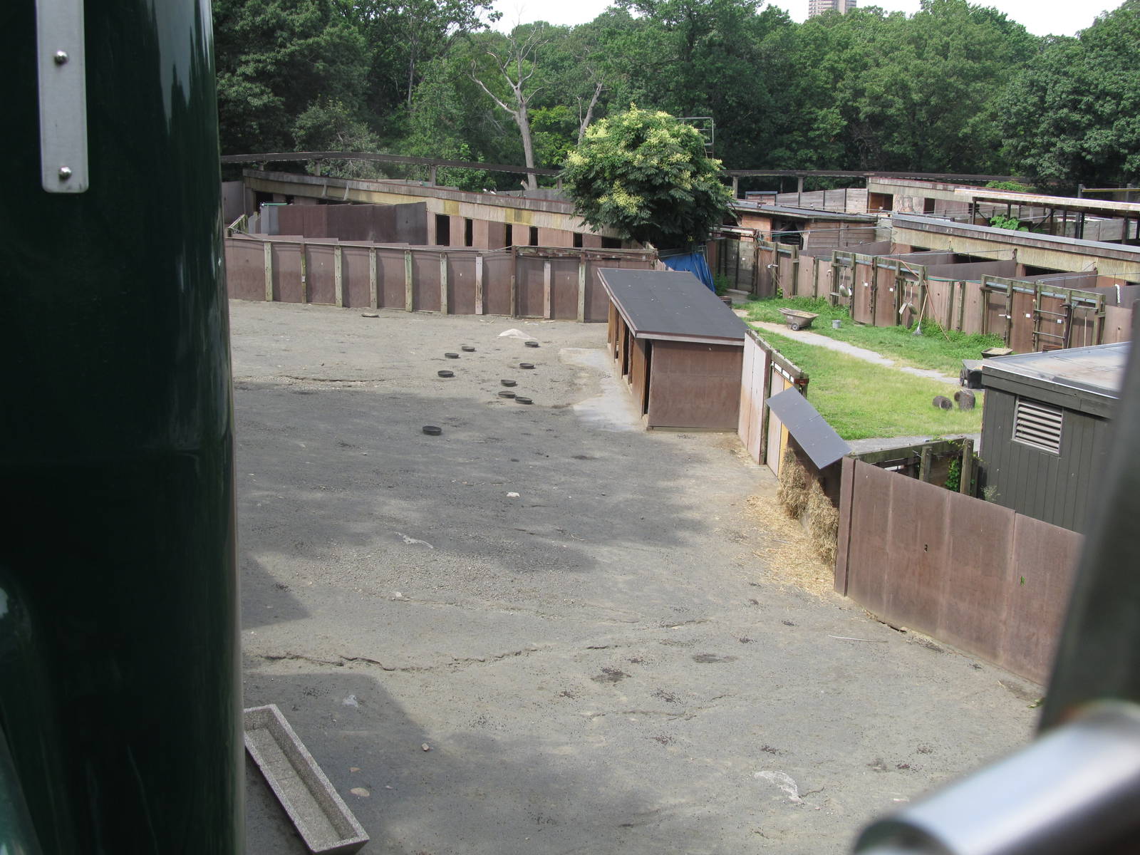 Wild asia off exhibit- babirusa/elephant/deer