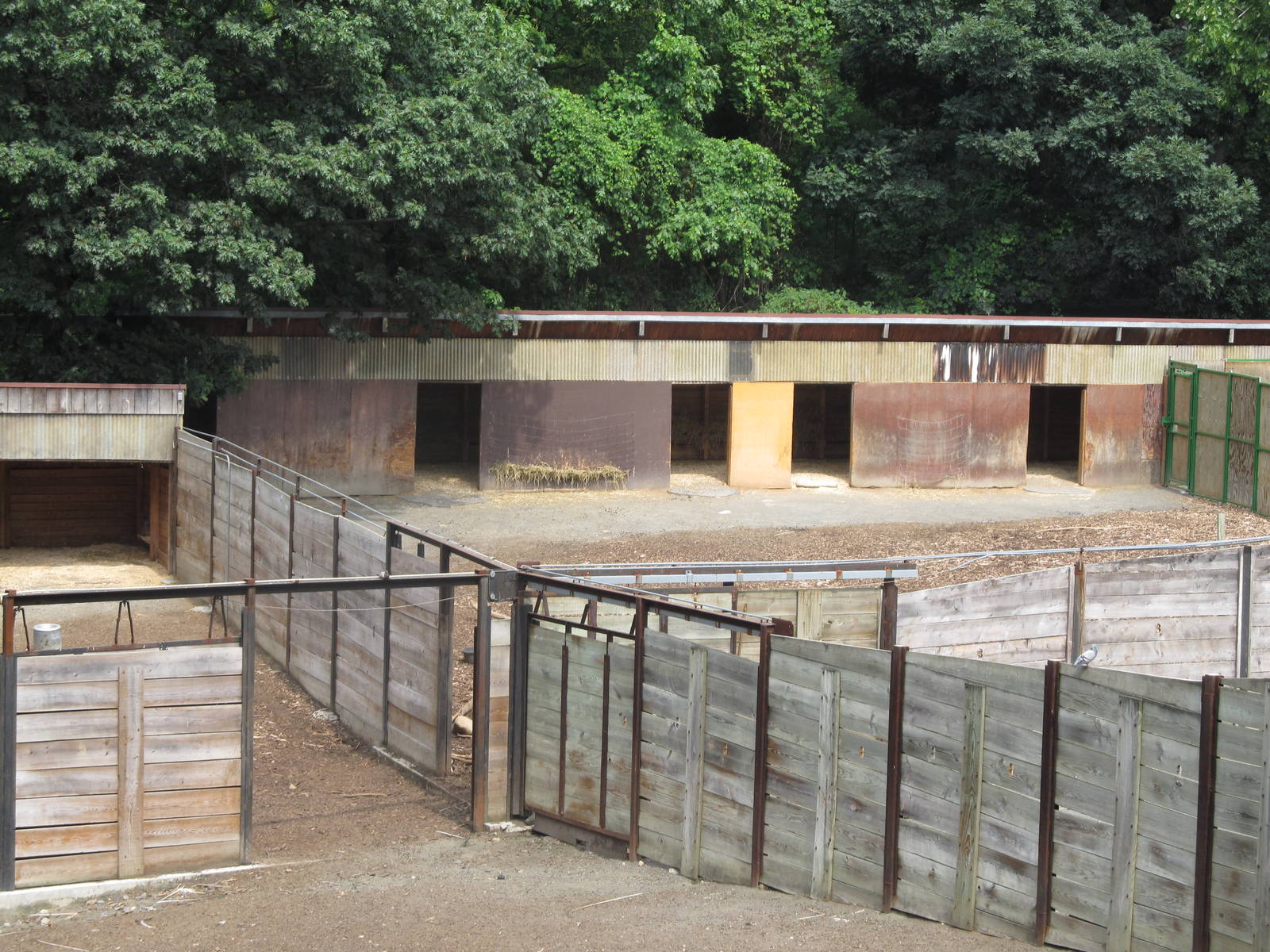 Wild asia off exhibit- deer