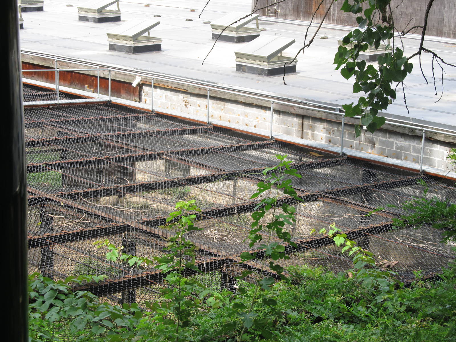 Wild asia off exhibit- malayan tiger