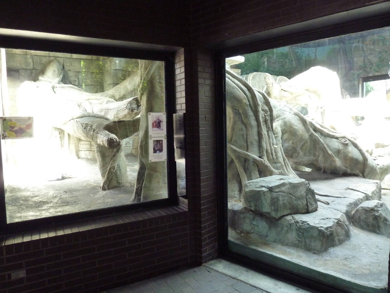 Wild Asia - Orangutan Indoor Exhibit