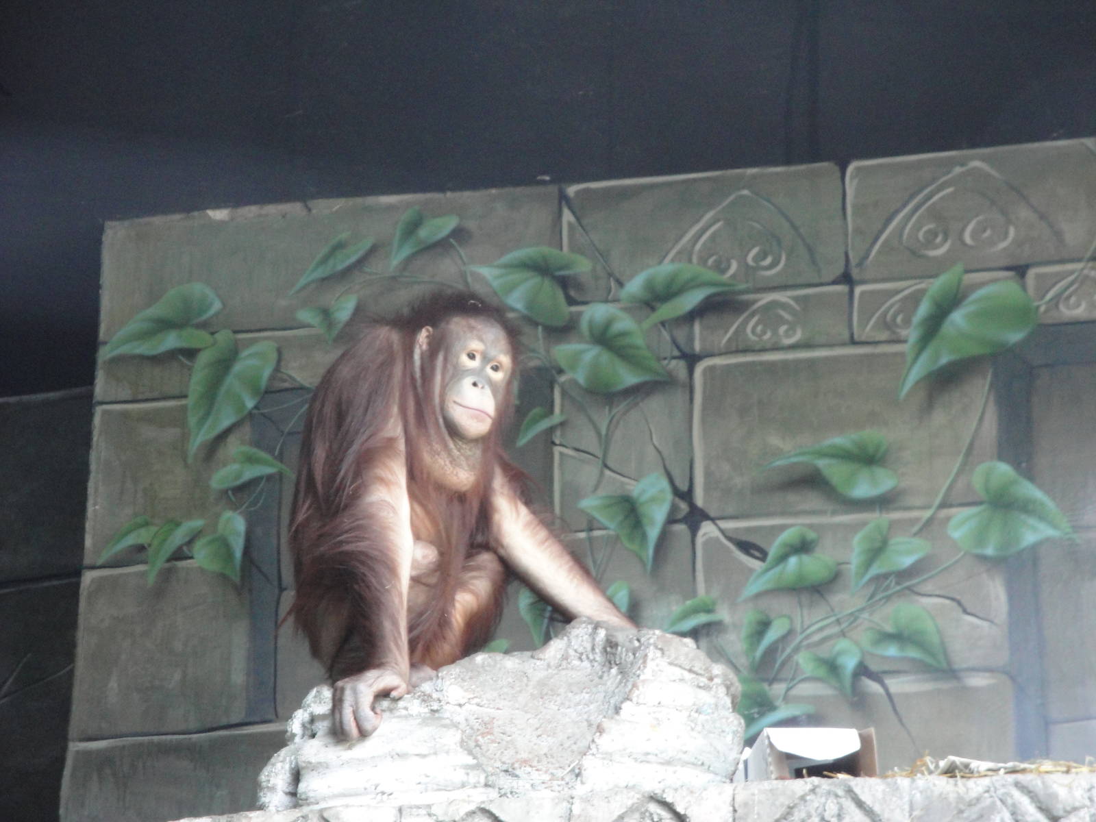 Wild Asia - Orangutan