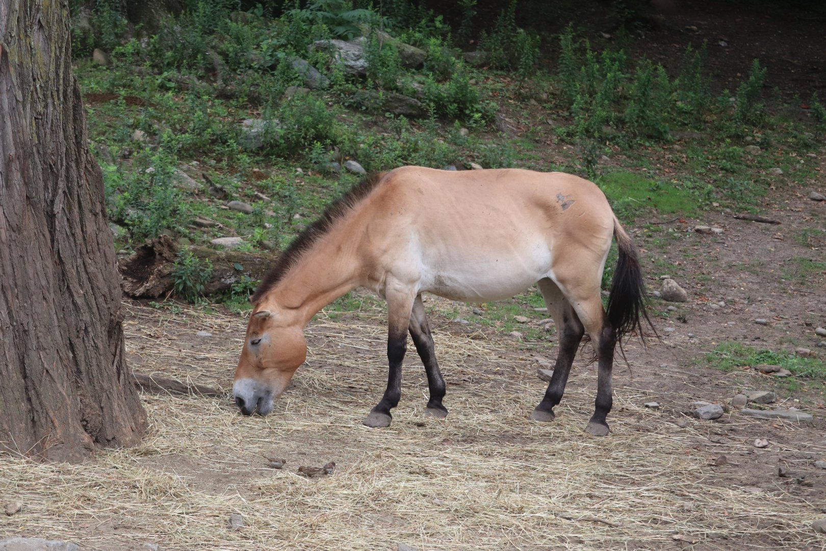 Wild Asia - Przewalski’s Horse