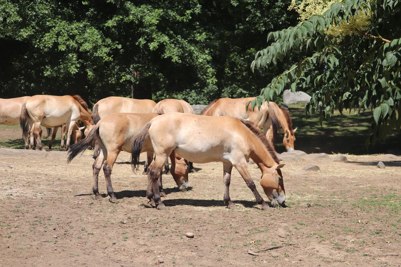 Wild Asia - Przewalski’s Horse