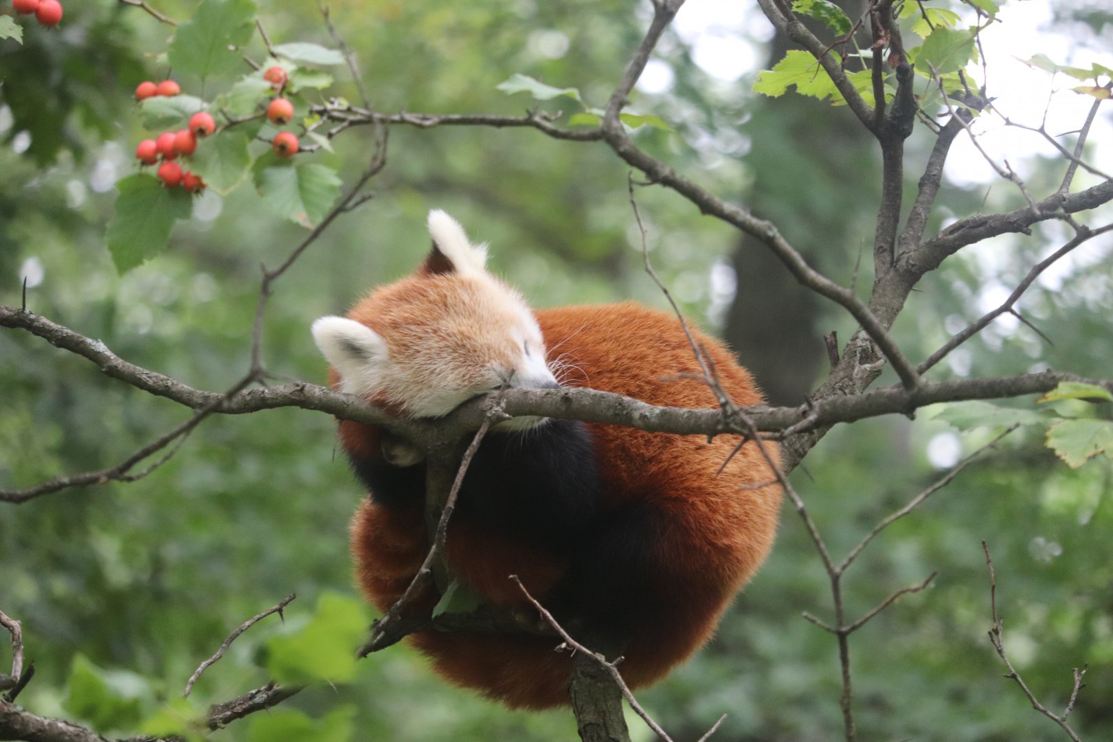 Wild Asia - Red Panda