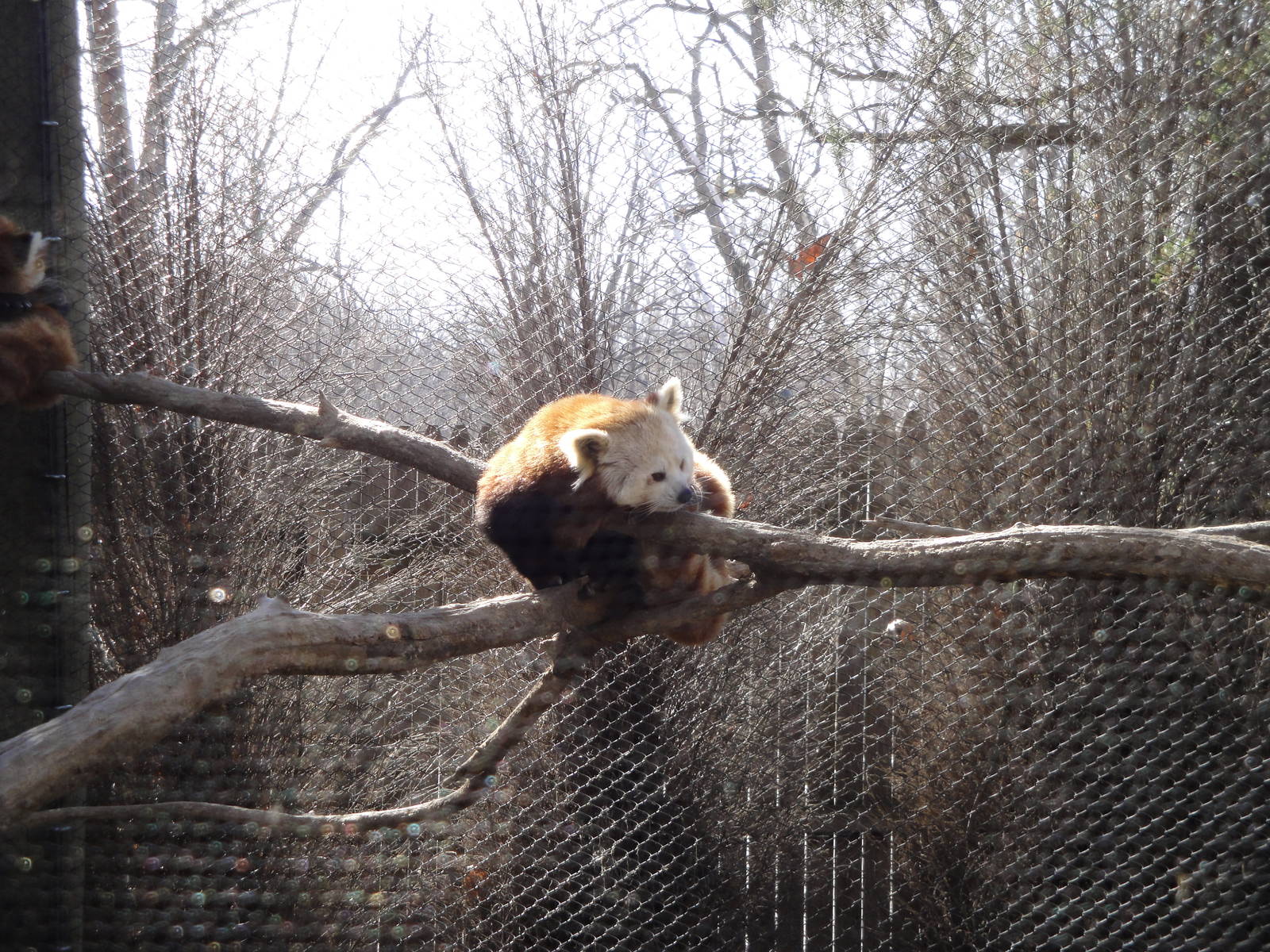 Wild Asia - Red Panda