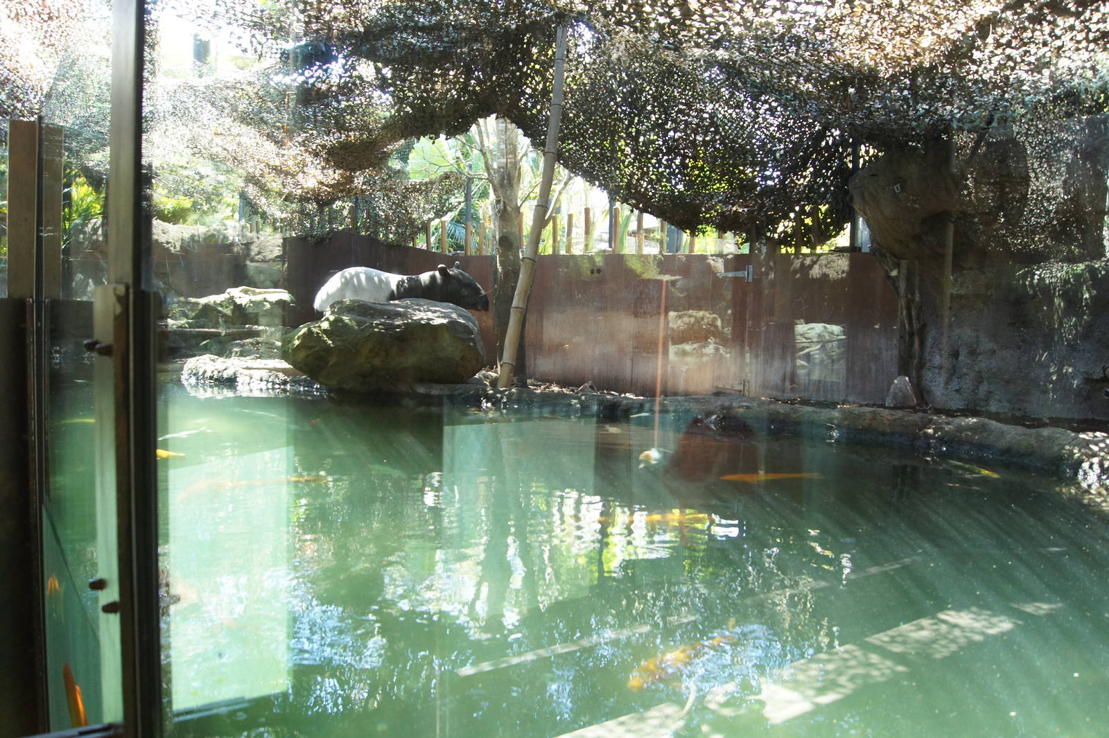 Wild Asia: Second Malayan Tapir Exhibit