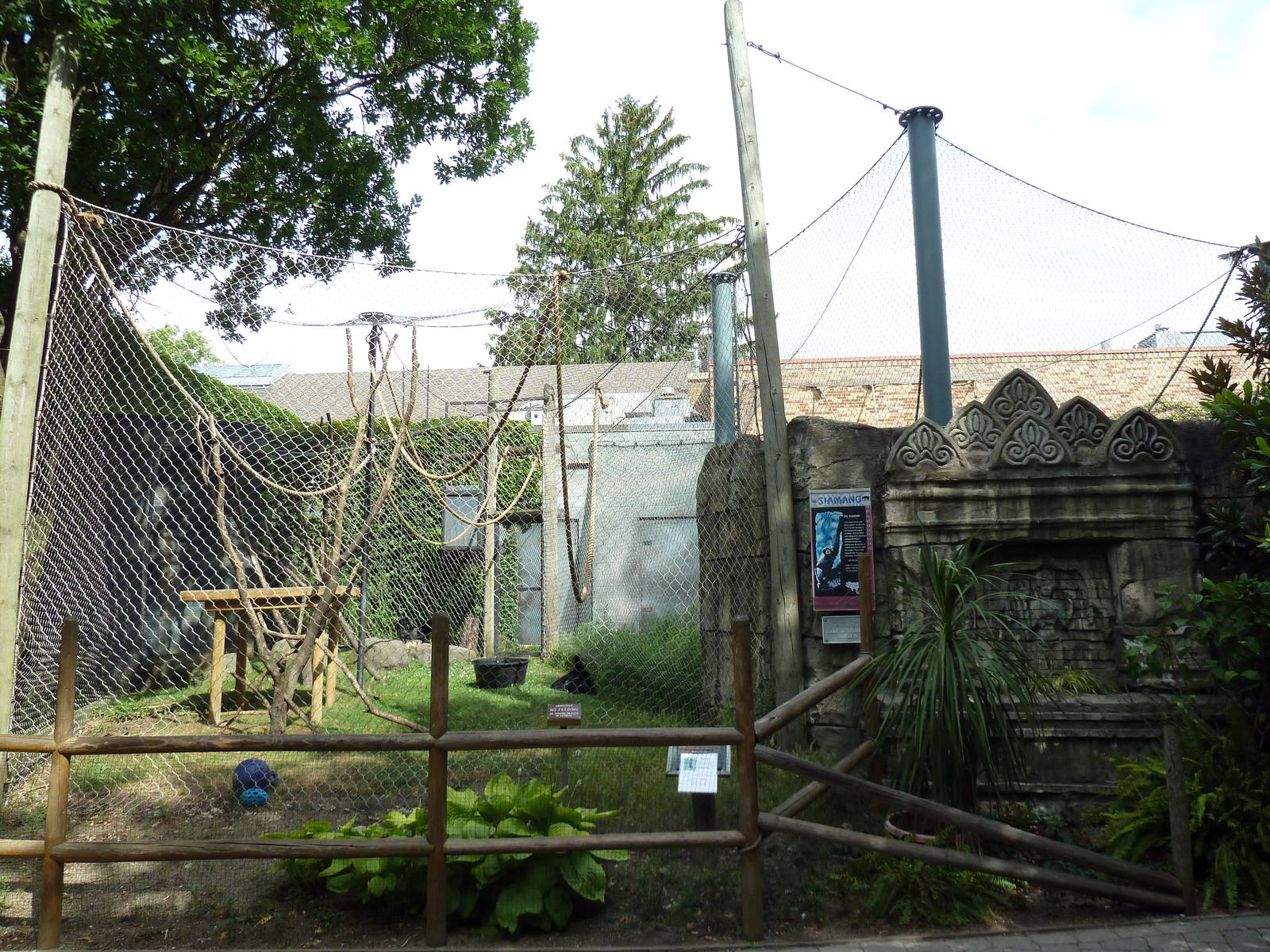 Wild Asia - Siamang Exhibit