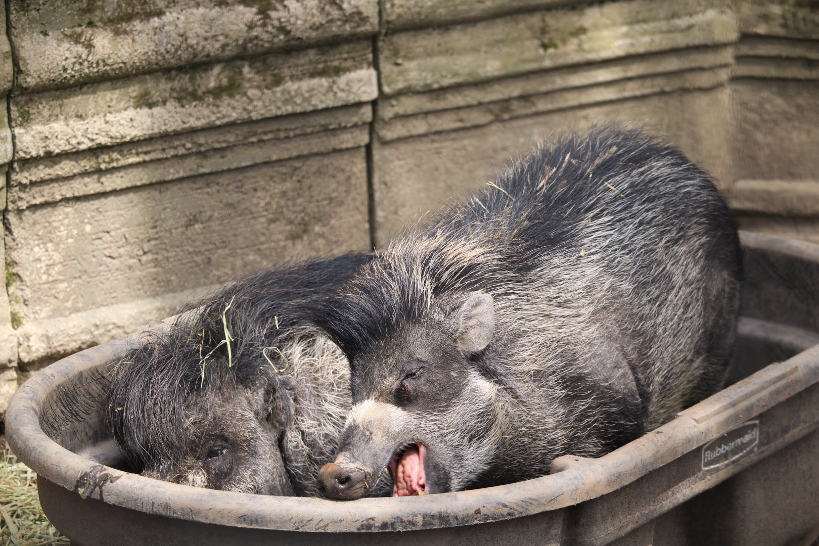 Wild Asia - Visayan Warty Pigs