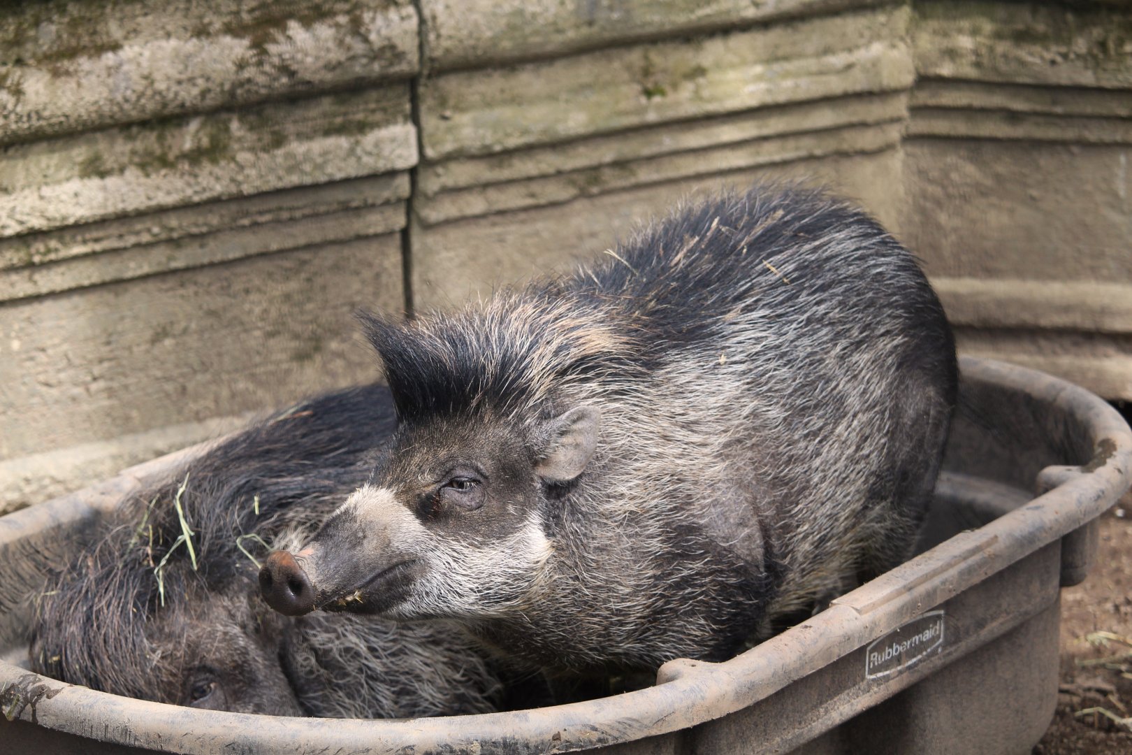 Wild Asia - Visayan Warty Pigs