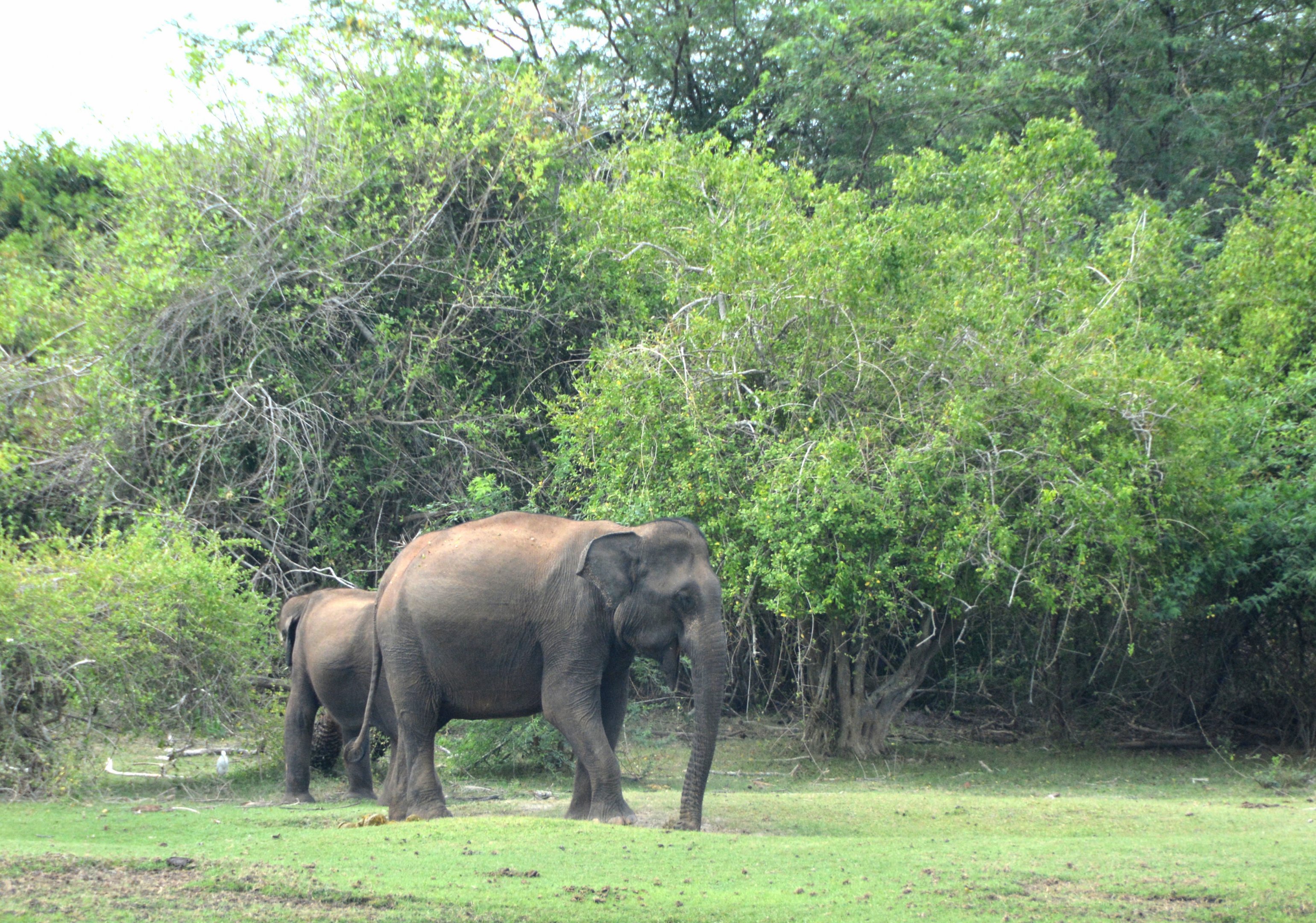 Wild Asian elephants