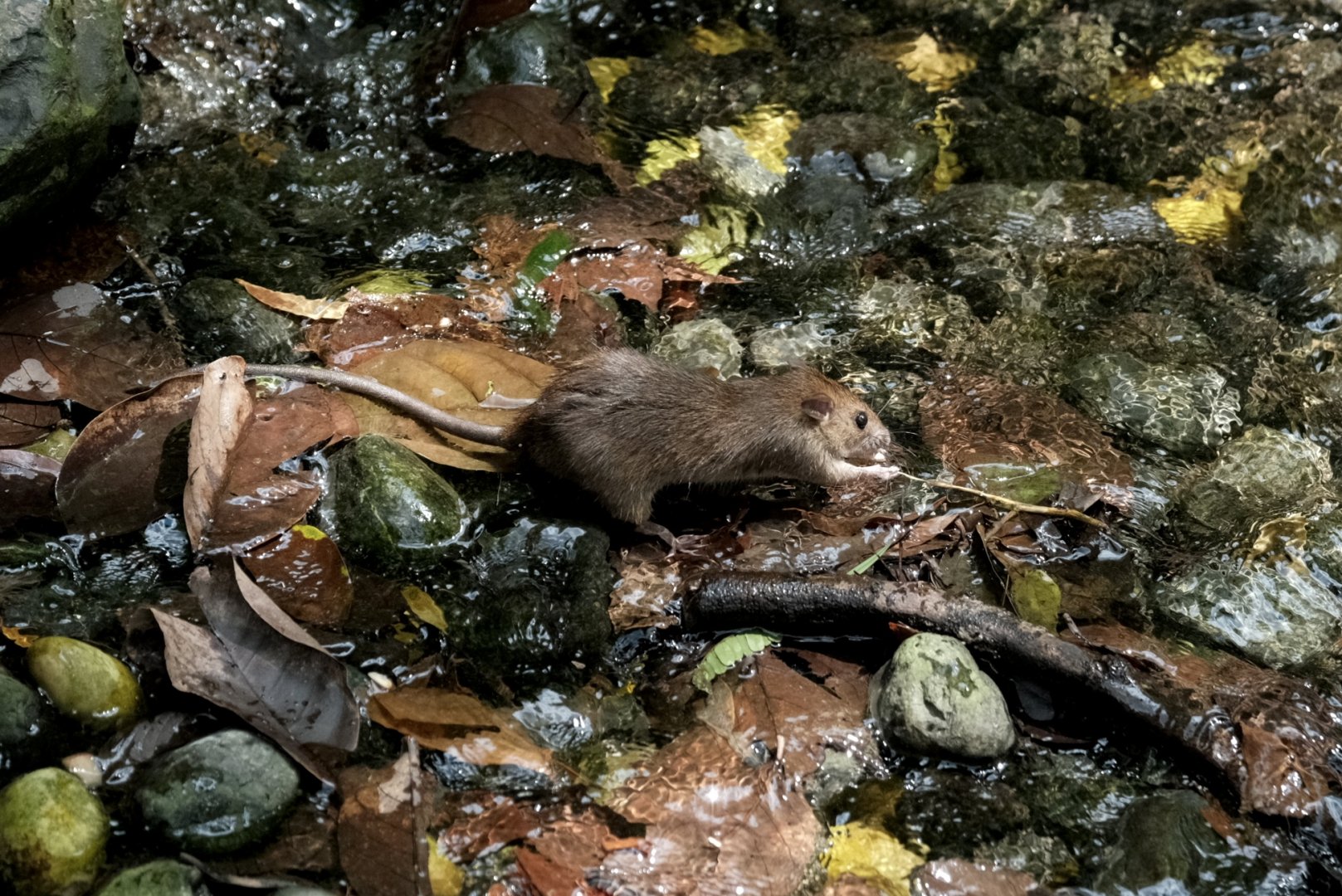 Wild Asian House Rat (Rattus tanezumi)