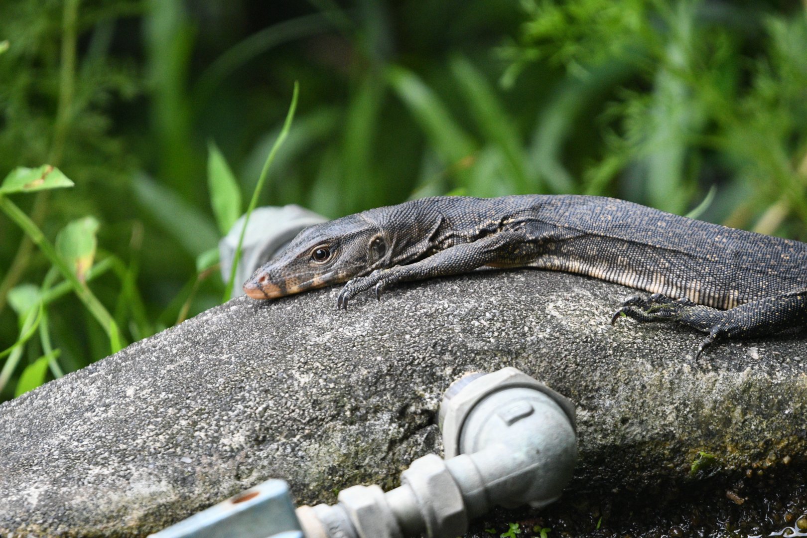 Wild Asian Water Monitor ~ Wild Africa