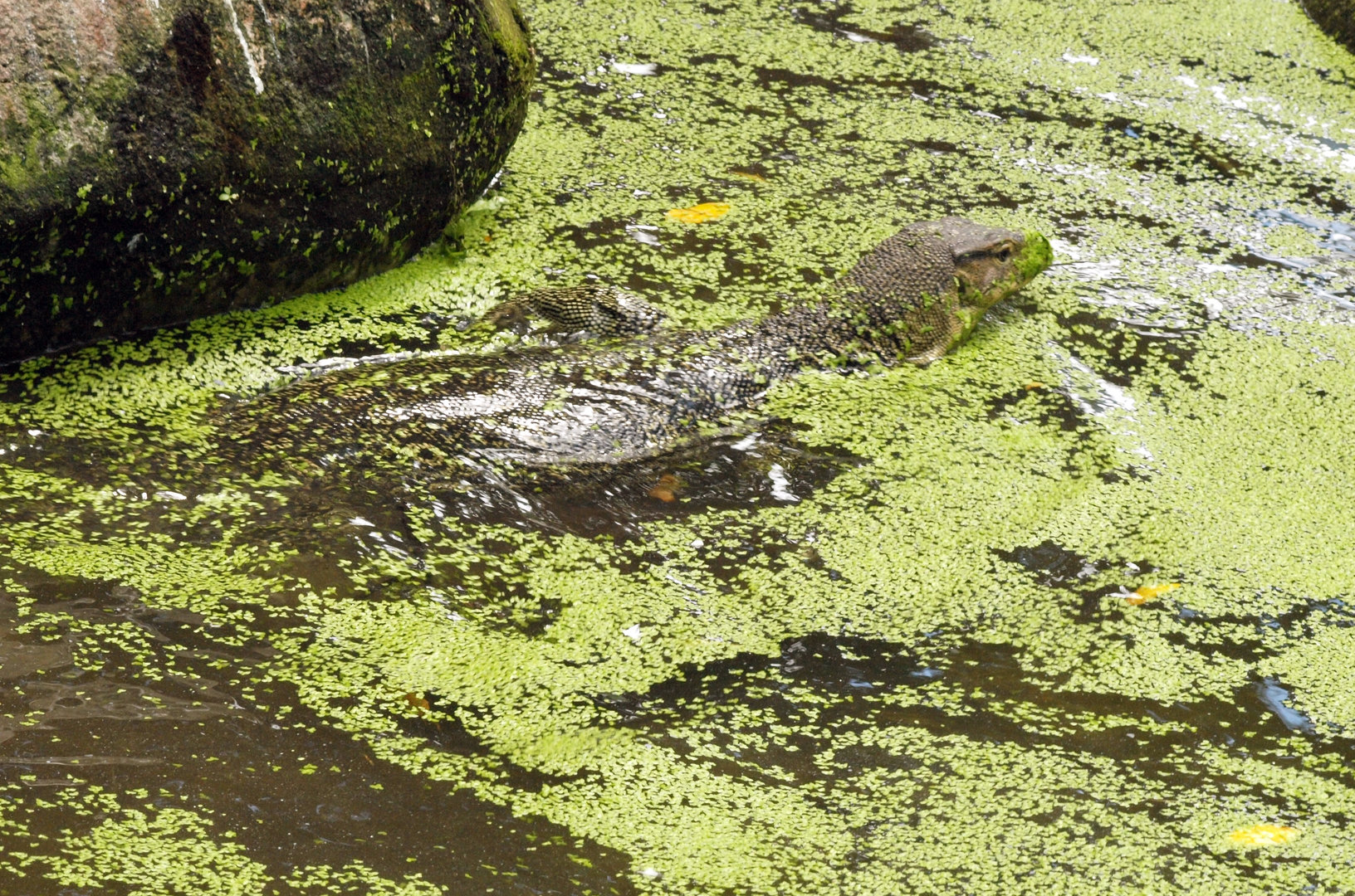 Wild Asian water monitor