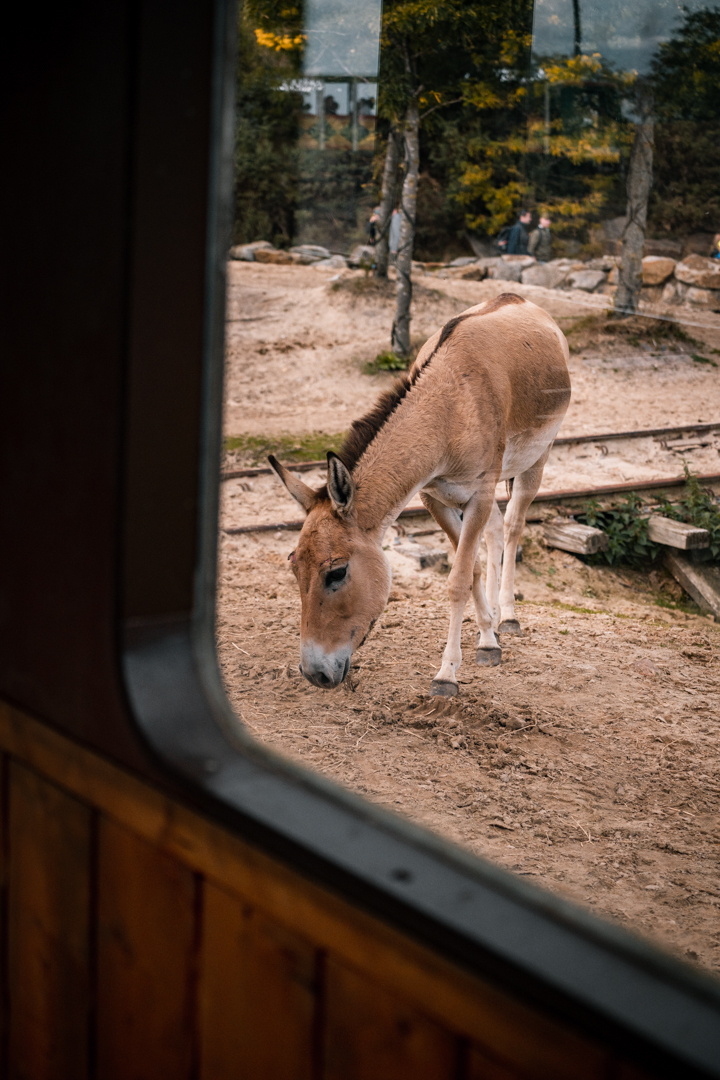 Wild Ass from train