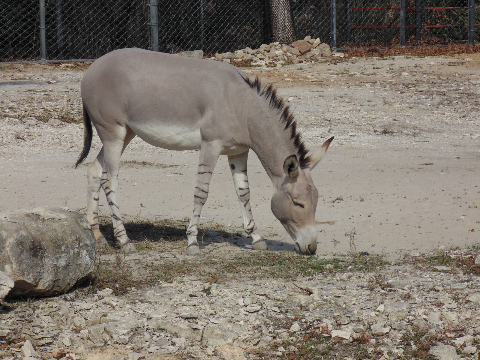 Wild Ass on Monorail