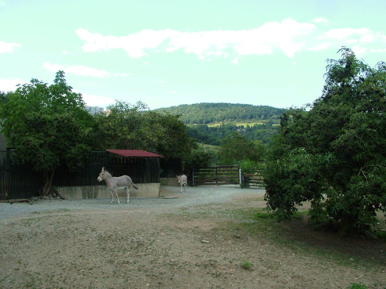 Wild Ass Paddock at Usti, 29/08/12