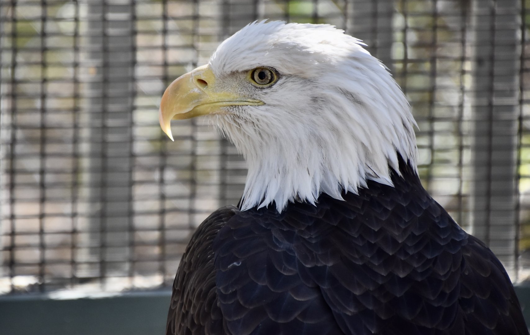 Wild at Heart Raptors - Bald Eagle (Haliaeetus leucocephalus)