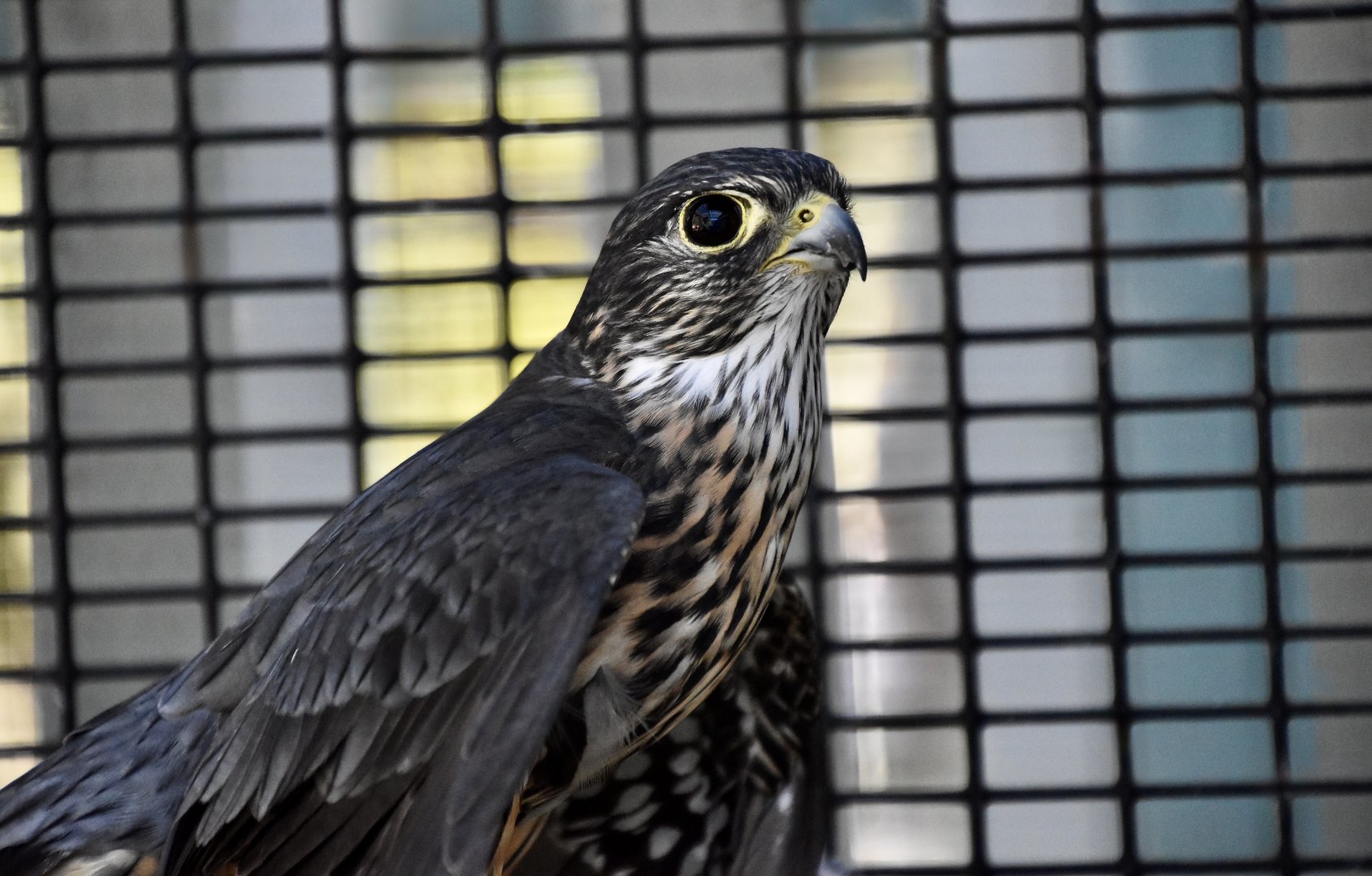 Wild at Heart Raptors - Black Merlin (Falco columbarius suckleyi)