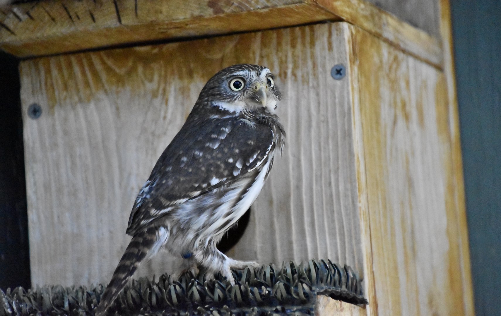 Wild at Heart Raptors - Cactus Ferruginous Pygmy Owl (Glaucidium brasilianum cactorum)