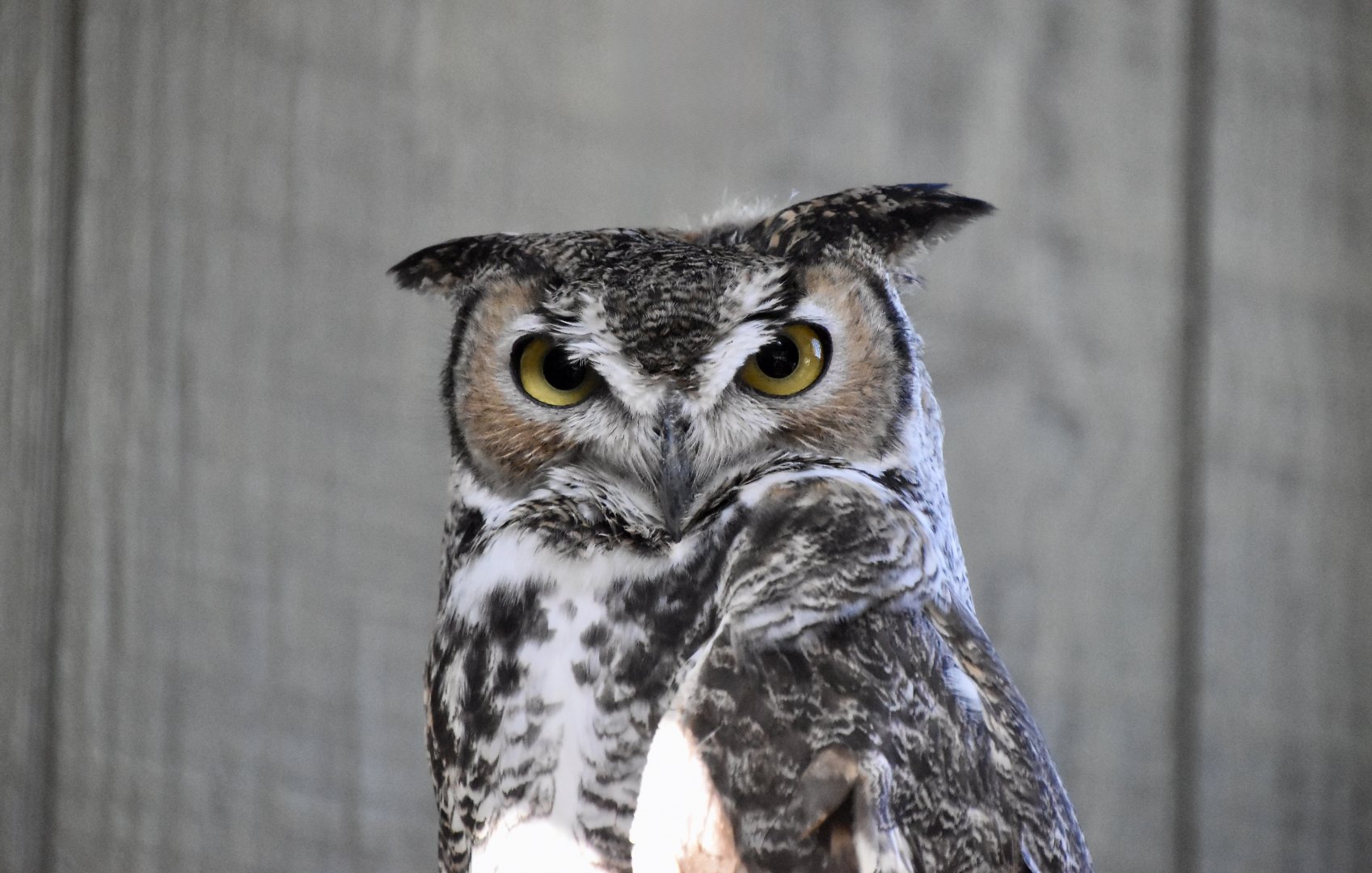 Wild at Heart Raptors - Desert Great Horned Owl (Bubo virginianus pallescens)