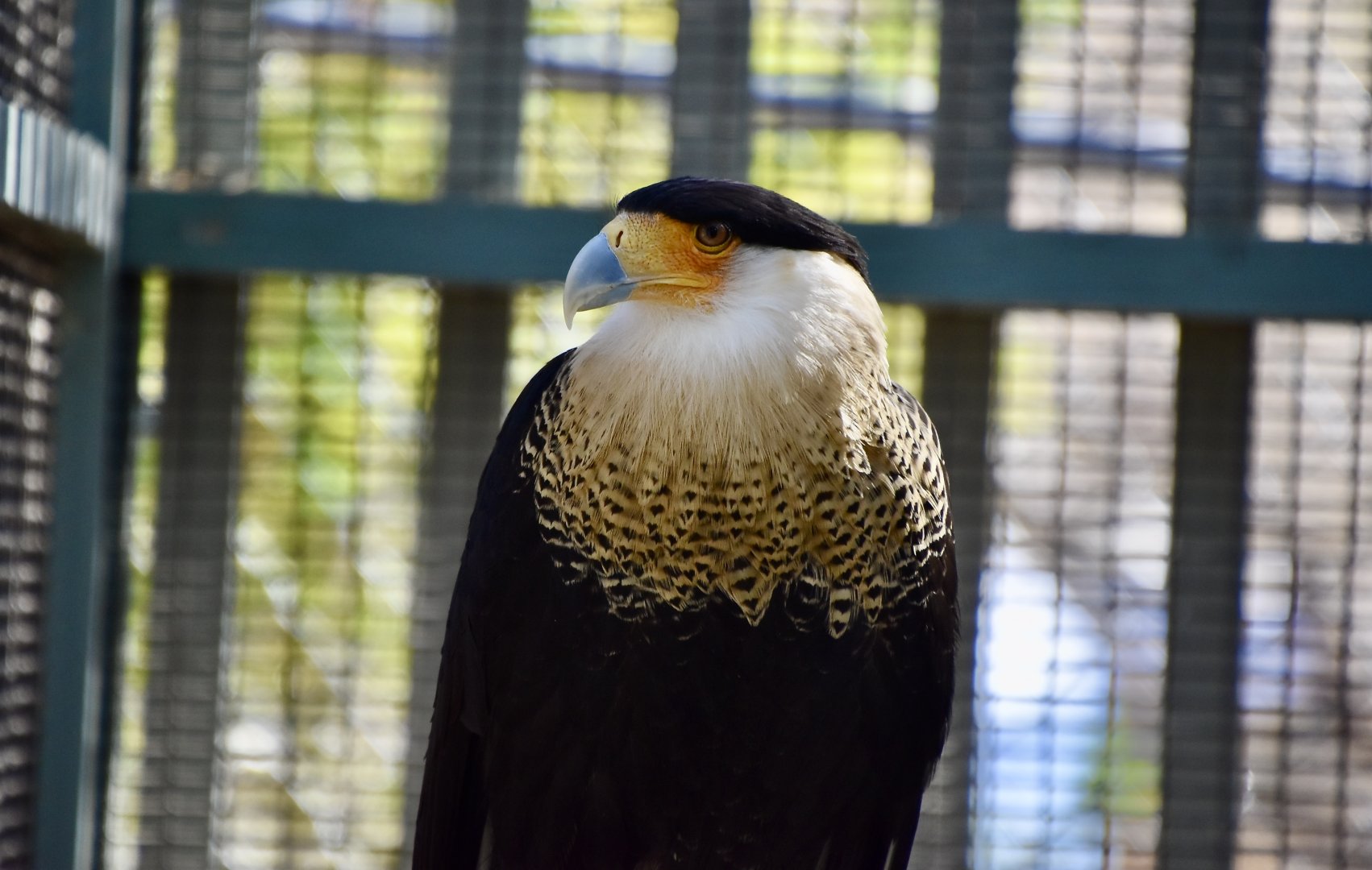 Wild at Heart Raptors - Northern Crested Caracara (Caracara plancus cheriway)