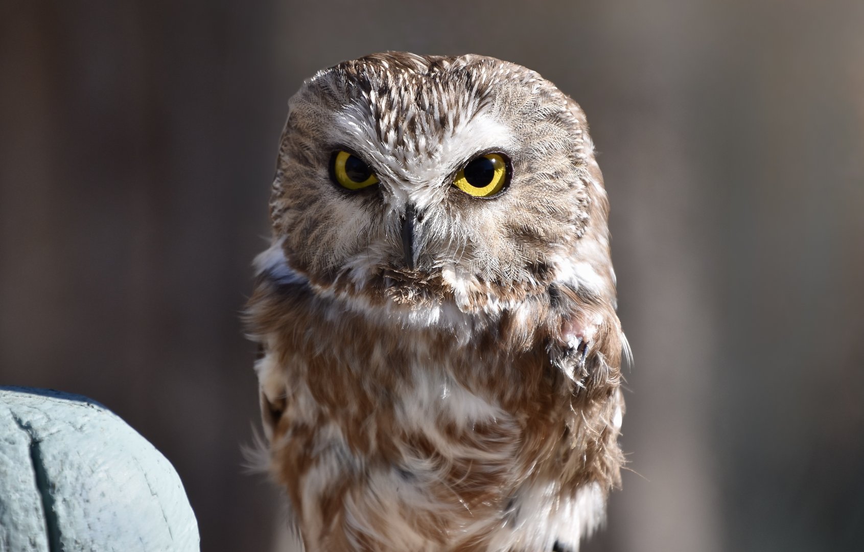 Wild at Heart Raptors - Northern Saw-Whet Owl (Aegolius acadicus acadicus)