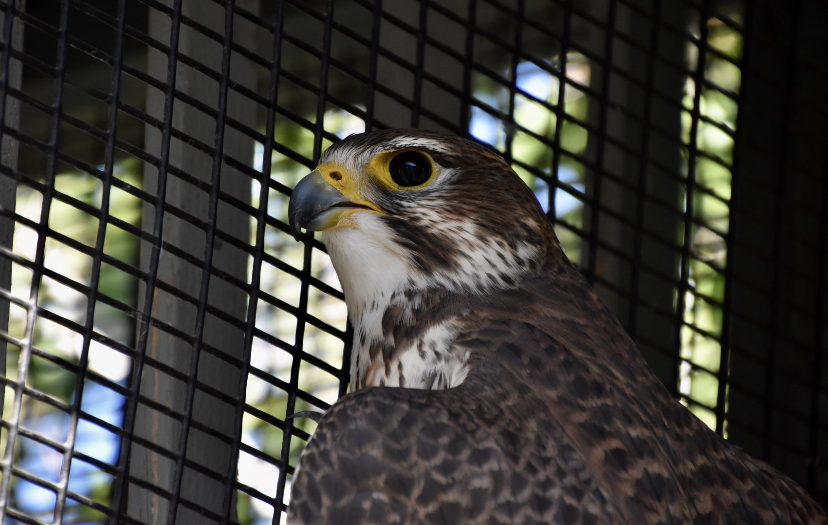 Wild at Heart Raptors - Prairie Falcon (Falco mexicanus)