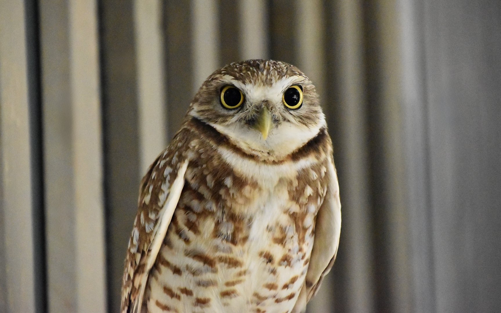 Wild at Heart Raptors - Western Burrowing Owl (Athene cunicularia hypugaea)