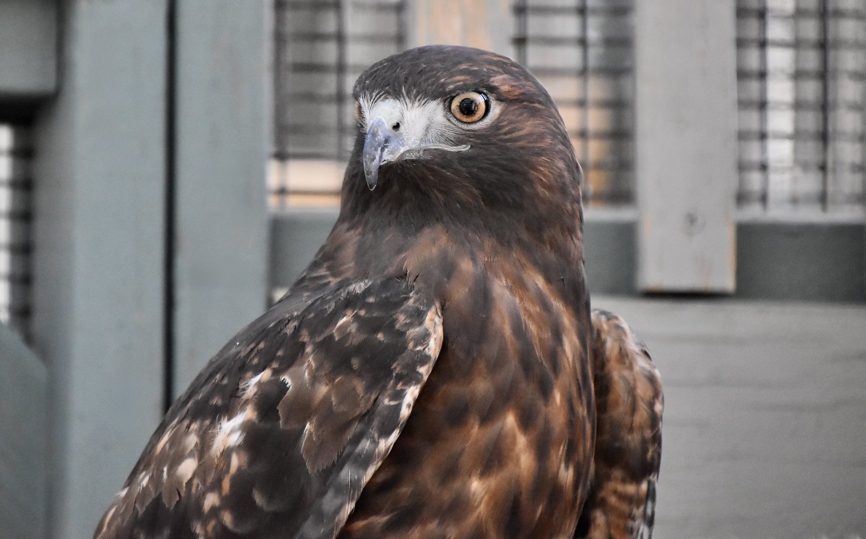 Wild at Heart Raptors - Western Red-Tailed Hawk (Buteo jamaicensis calurus) intergrade