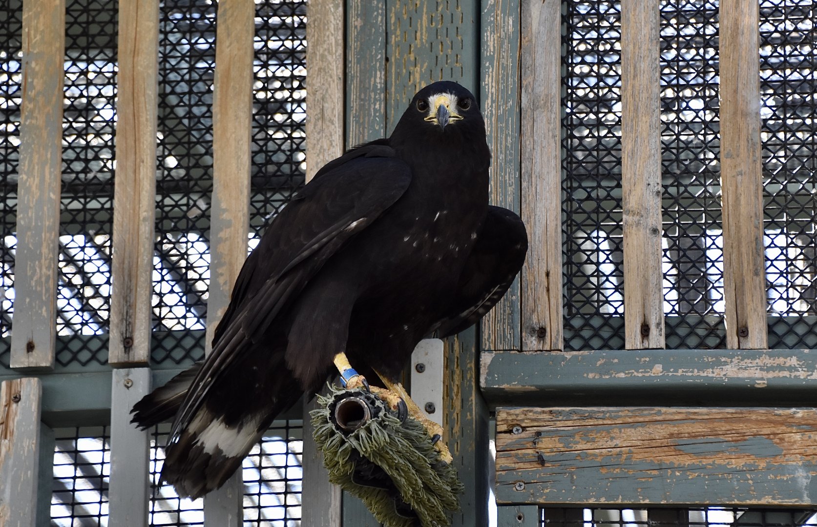 Wild at Heart Raptors - Zone-Tailed Hawk (Buteo albonotatus)