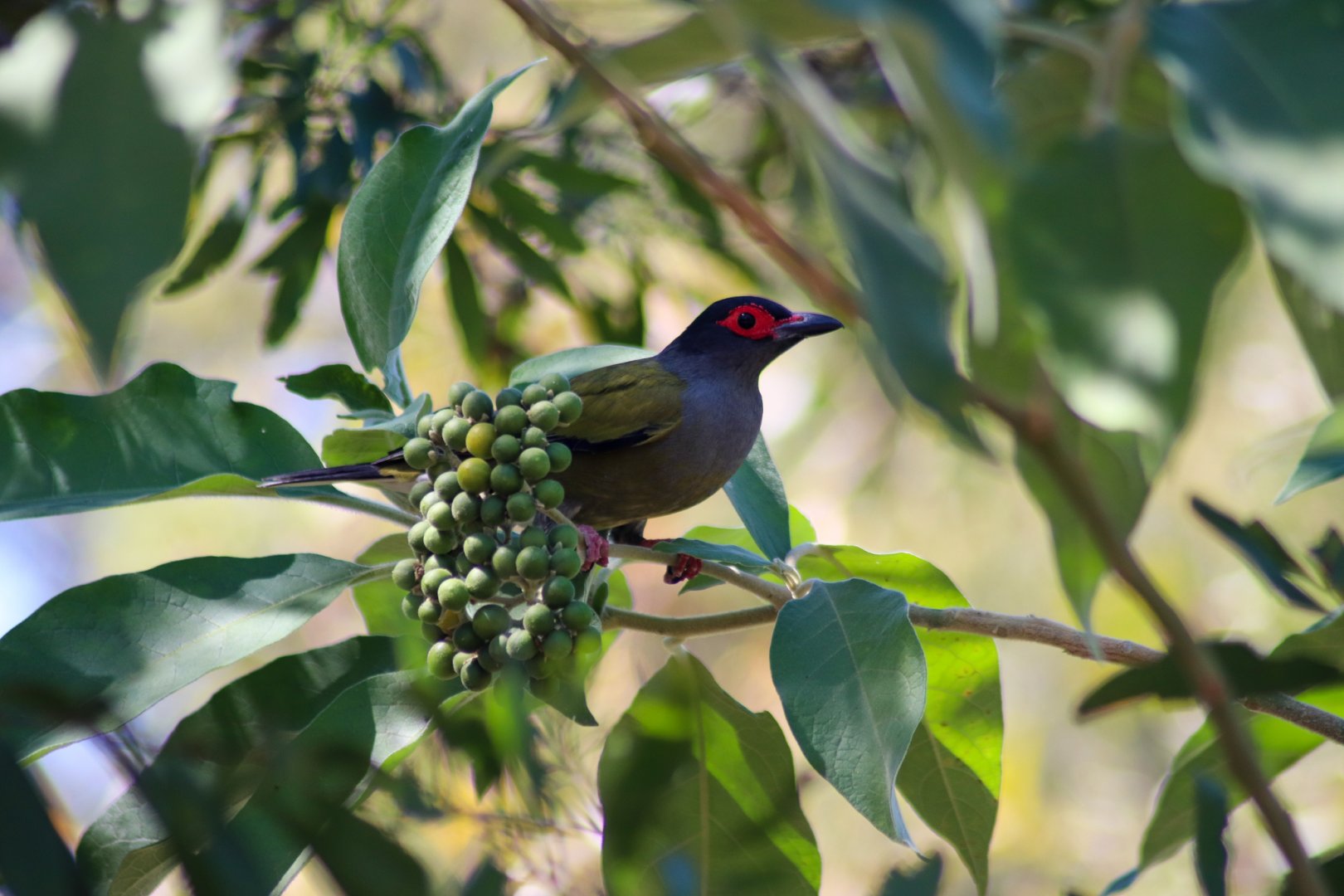 Wild Australasian Figbird (Sphecotheres vieilloti)
