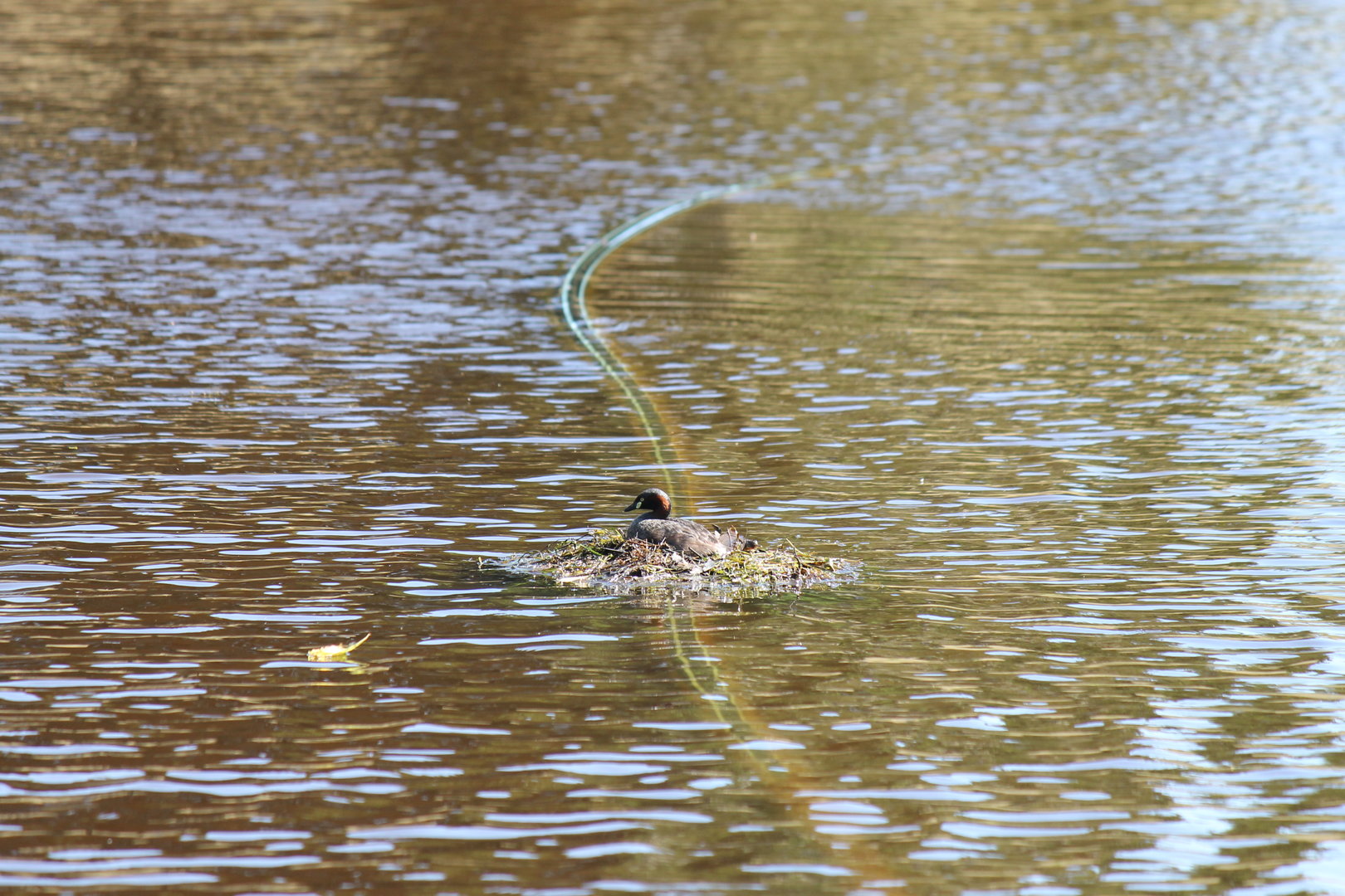 Wild Australasian Grebe
