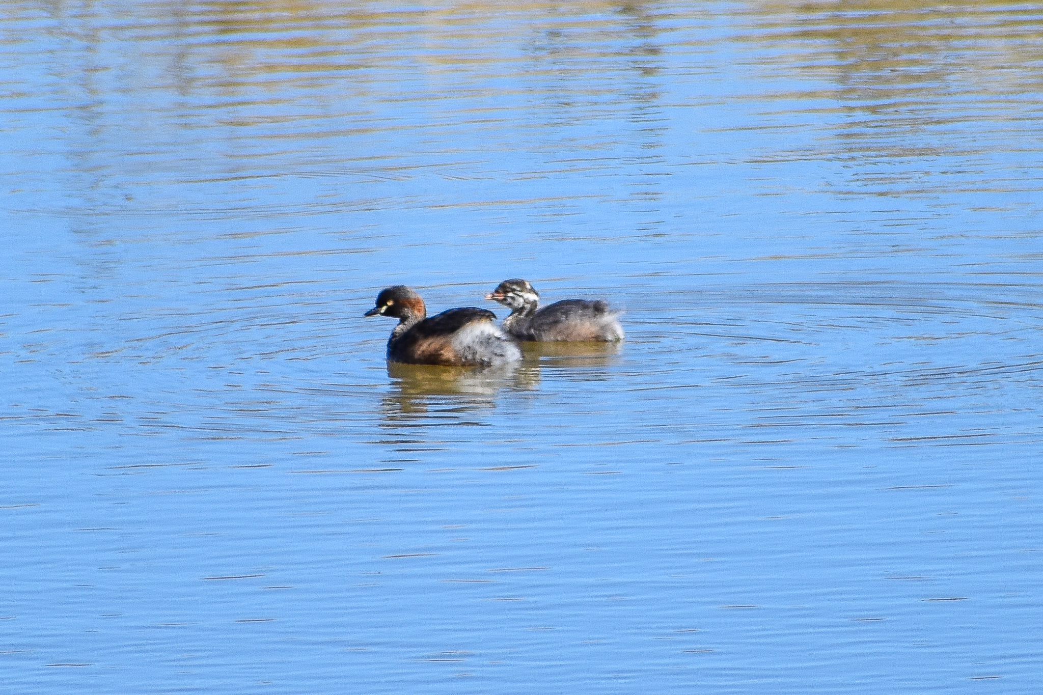 wild - Australasian Grebes (Tachybaptus novaehollandiae)