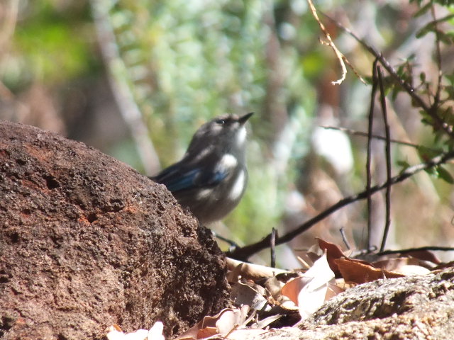 Wild Australian Bird ID