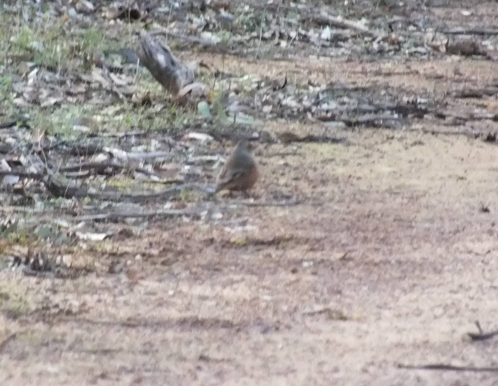 Wild Australian Bird ID