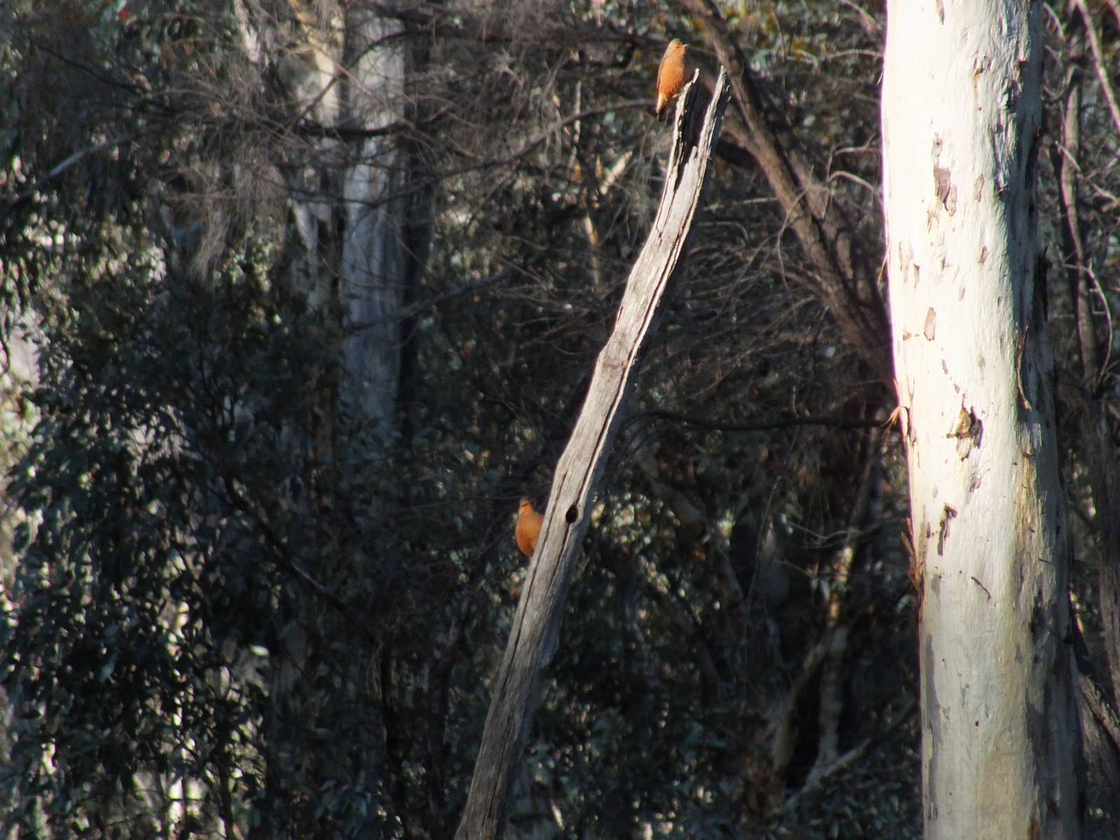 Wild Australian Bird ID