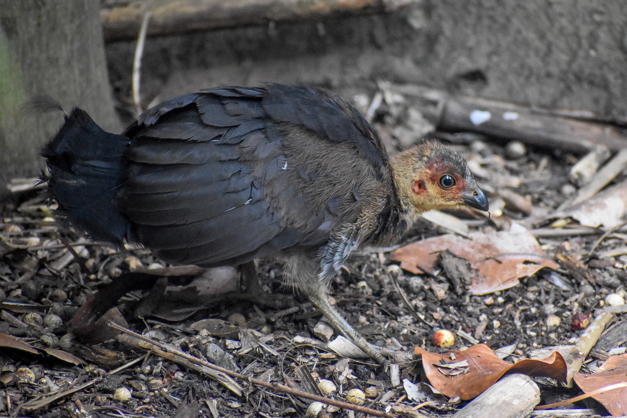 wild - Australian Brush-turkey Chick (Alectura lathami)