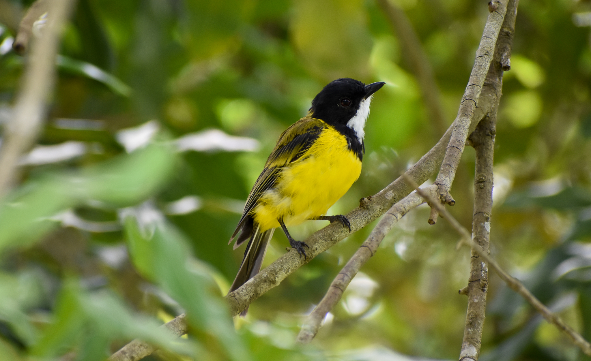 Wild - Australian Golden Whistler (Pachycephala pectoralis)