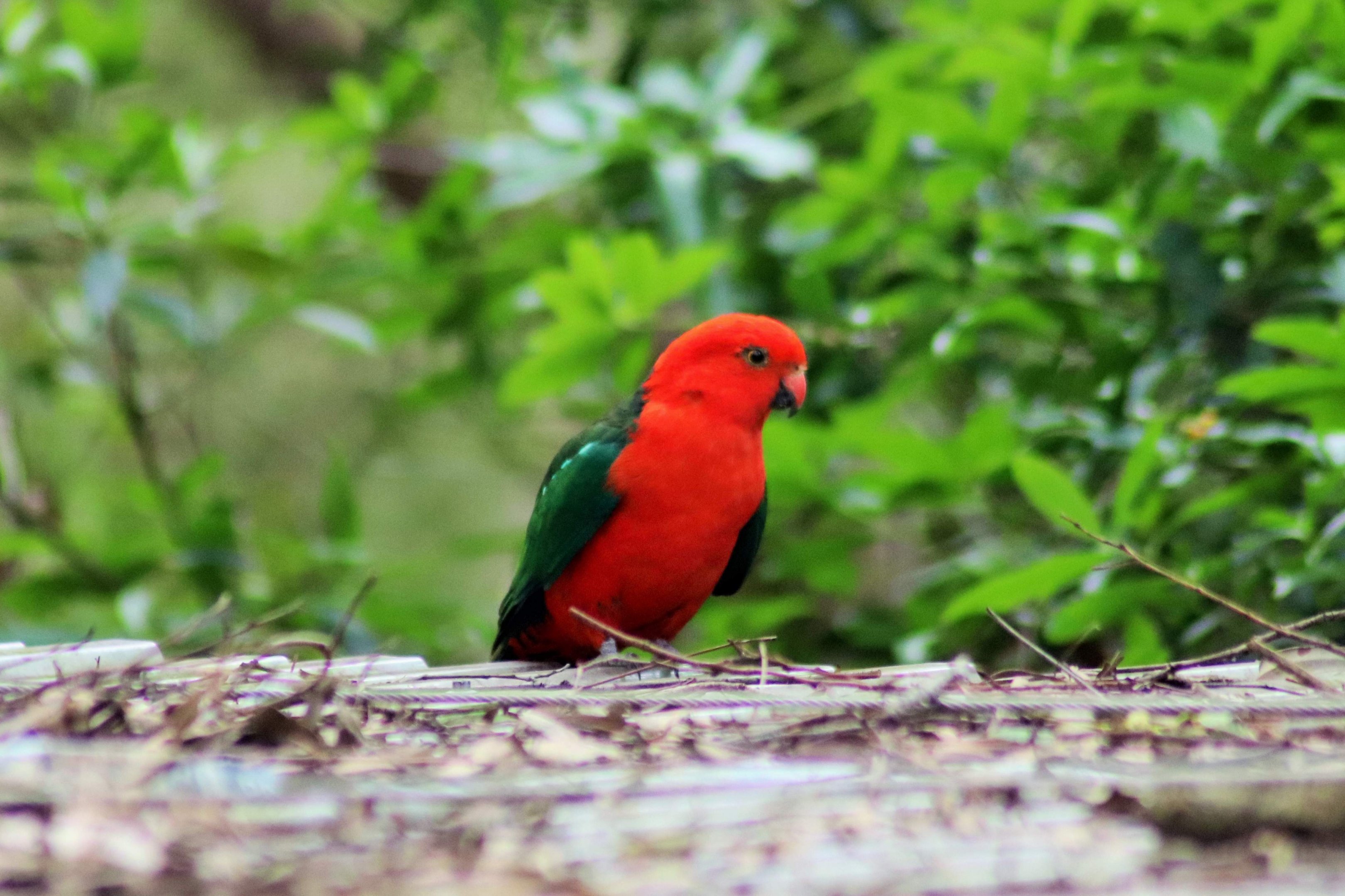Wild Australian King Parrot (Alisterus scapularis)